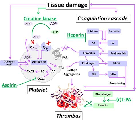 Differences of Creatine Kinase MB and Cardiac Troponin I .